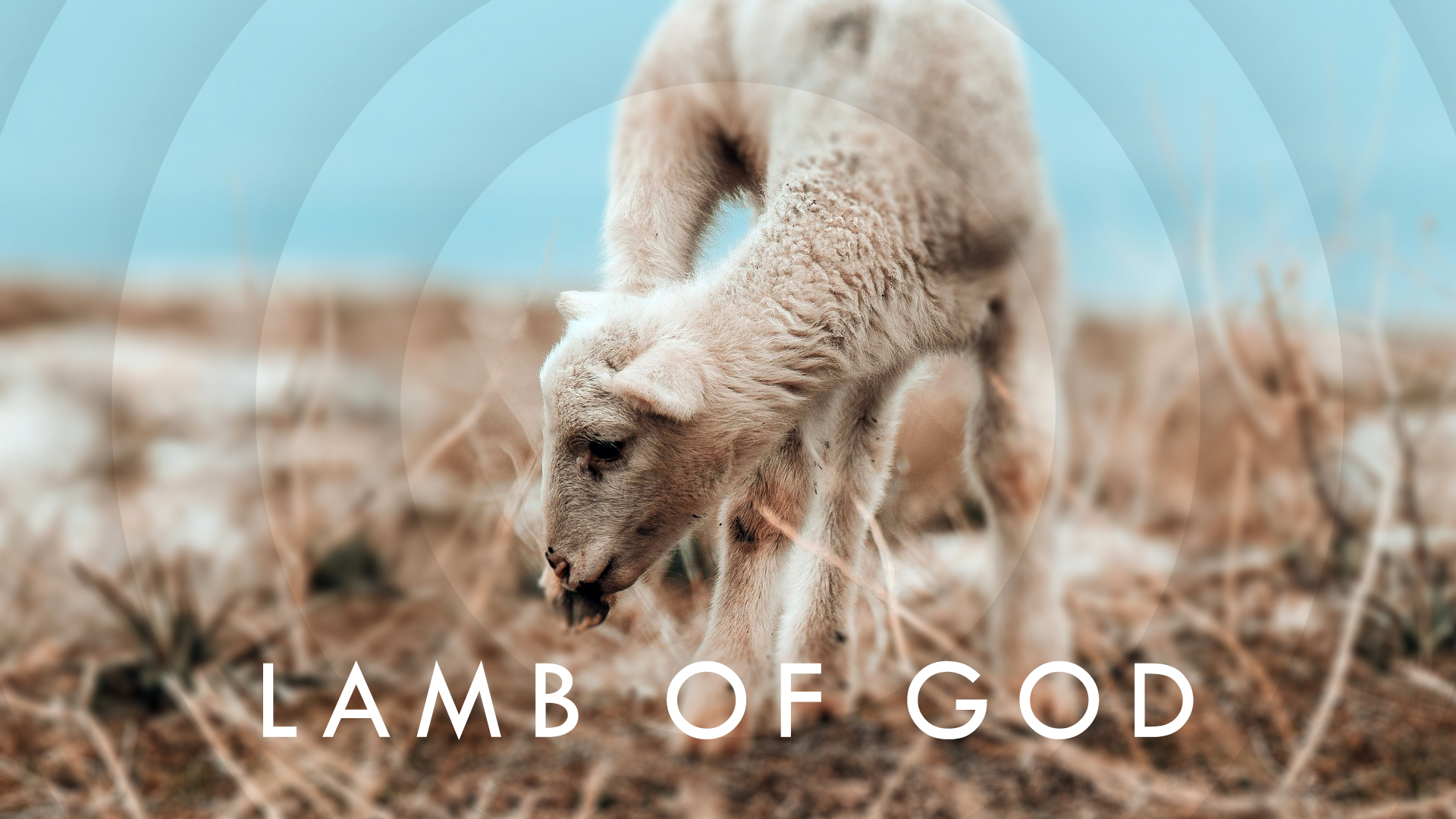The Lamb of God – Week One – Manheim BIC Church